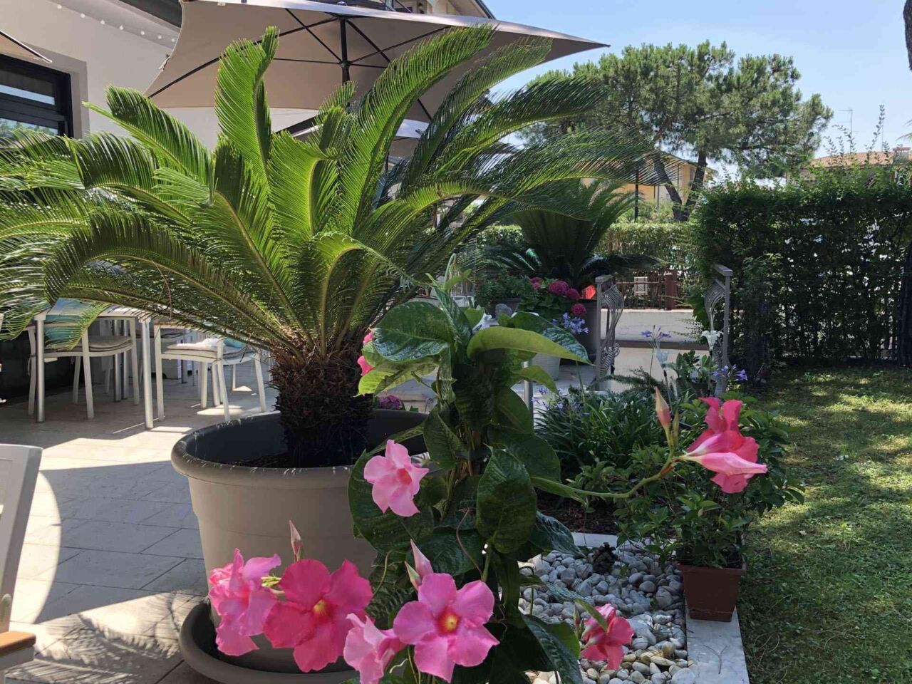 Großer Topf mit Palmenartiger Pflanze